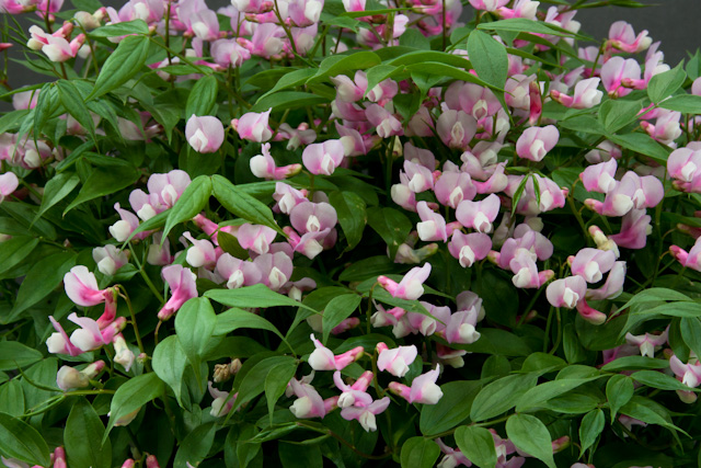 LATHYRUS vernus   Rosenelfe, латирус, пролетно секирче  (1199)